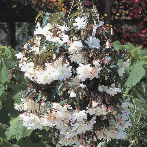 Trailing begonia ilumination - 6,