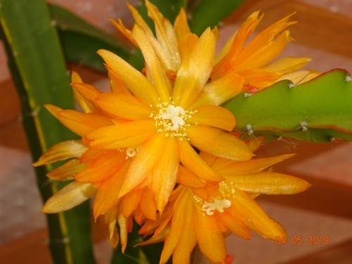 Epiphyllum neu peterson - epiphyllum,
