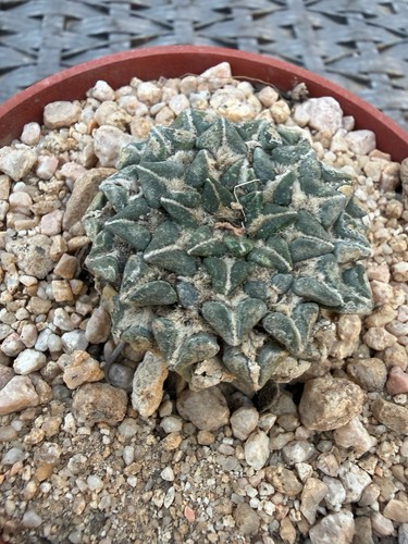 Ariocarpus kotschoubeyanus
