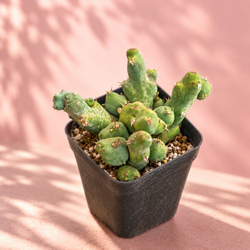 Euphorbia clivicola compact - clivicola,
