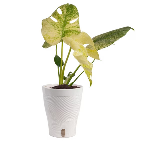 Costa farms monstera - costa,