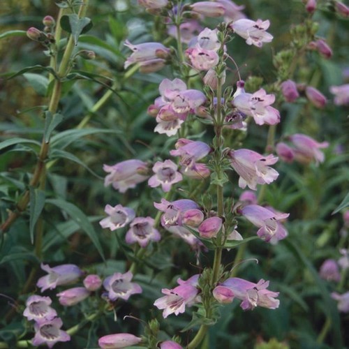 Penstemon sour grapes 3 - sour,