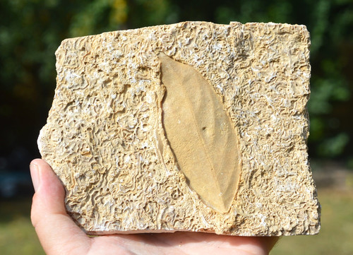 Amazing rare fossil - ,
