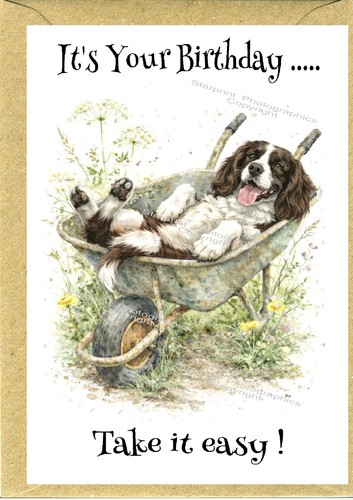 English springer spaniel - english,