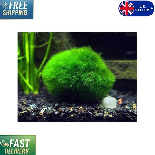 Piece giant marimo moss - 2-piece,