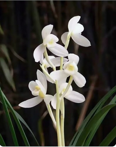 Cymbidium tortisepalum - a,