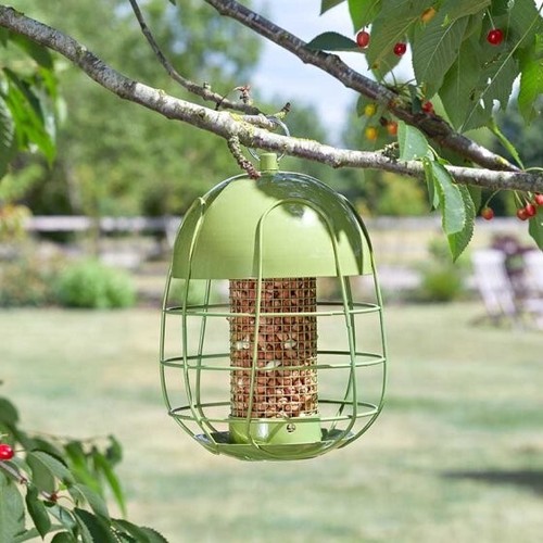 Acorn squirrel proof - proof, bird