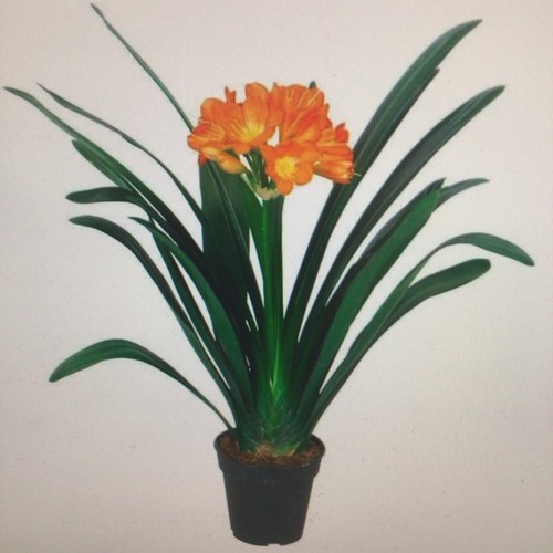 Clivia miniata orange - 5x,