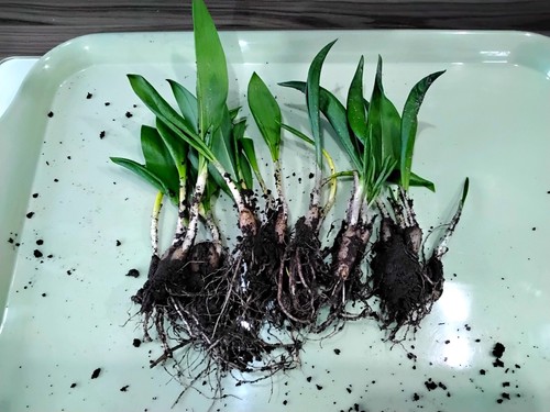 Wild garlic bulbs - garlic,