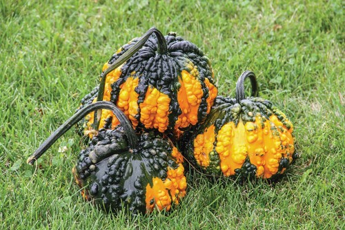 Gourd hoargarth decorative - gourd, –