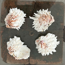 4 x  Rare Conch Shell Clam 5-7