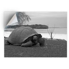 1 x Vinyl Sticker A4 - BW -