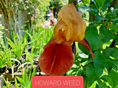 Iris germanica howard weed - germanica,