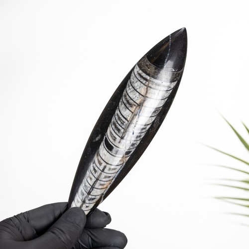 Inch orthoceras pear - 5,