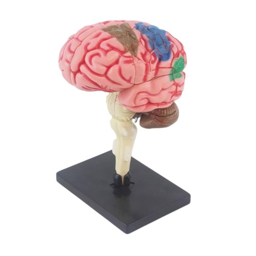 Human brain anatomy - human, model