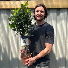 Standard bay tree laurus - standard,