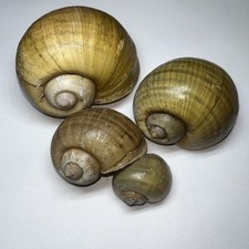 Lot of 4 Apple Snail Shells 