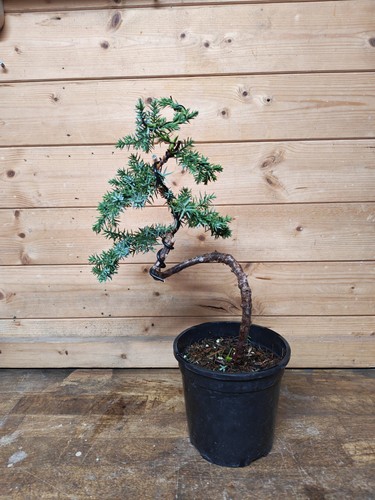 Juniper bonsai tree training - juniper,