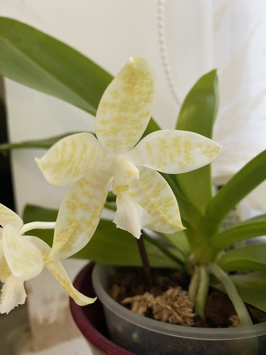 Phalaenopsis hieroglyphica