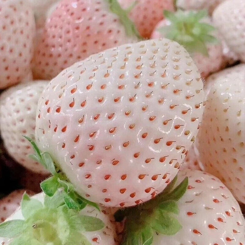 Rare white strawberry - 5x,