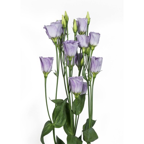 Flower lisianthus piccolo - -,