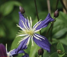 T&M Clematis x aromatica