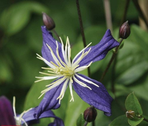 Clematis x aromatica - t&m,