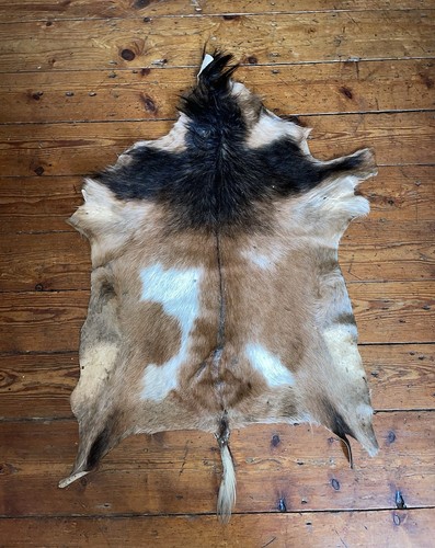 New moroccan goat - moroccan,