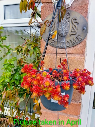 Hardy sedum succulents rooted - hardy,