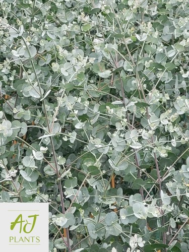 Eucalyptus azura cider - eucalyptus,