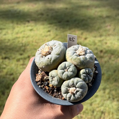 Ariocarpus rare cactus - ,