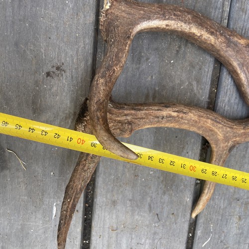 Taxidermy fallow deer antlers - deer,