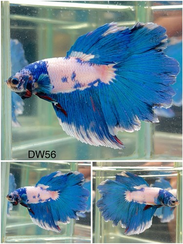 Male betta live fish - betta,