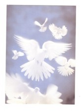 White Doves Postcard