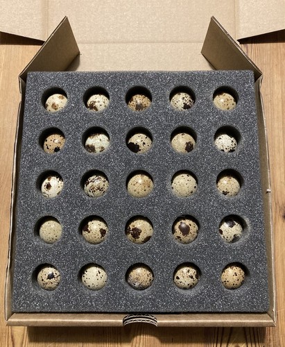 Quail egg foam shippers x10 - egg,