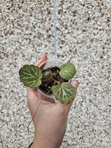 Saxifraga stolonifera - saxifraga,