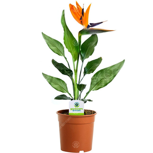 Strelitzia plant house - strelitzia, /