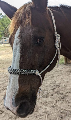 Parelli natural horsemanship - parelli,