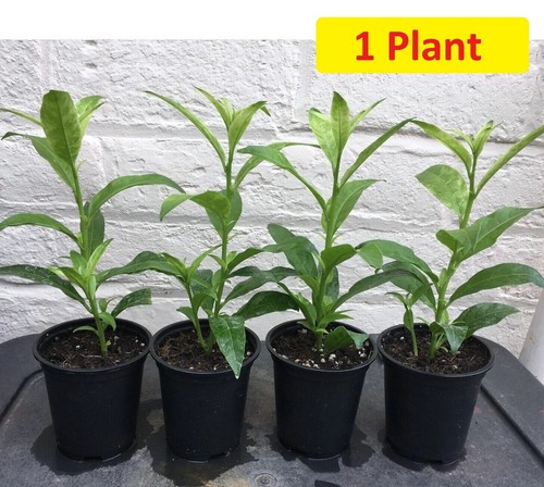 Cestrum nocturnum plant - cestrum,
