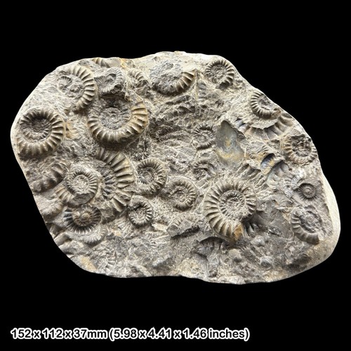 Echioceras ammonite fossil - echioceras,