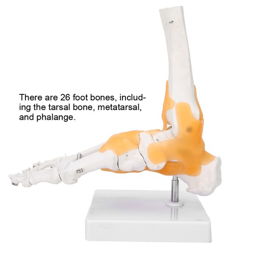 Adult human skeleton ligament - adult,