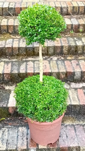 Buxus sempervirens common - sempervirens, (common