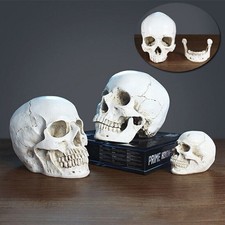 Human Skull Replica Resin Model Medical Realistic Life Size 1:1 Skeleton Decor-