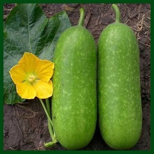 Ash gourd winter - /,