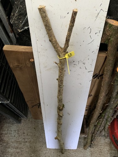 Seasoned hazel twisty twistie - twisty,
