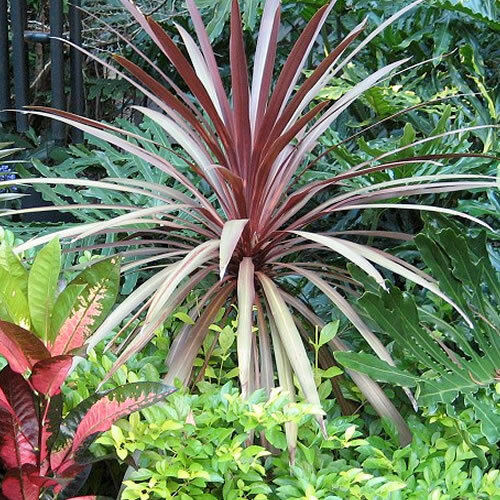 Cordyline red star - cordyline, 'red