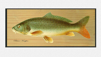 The blue carp cyprinus - carp, carpio