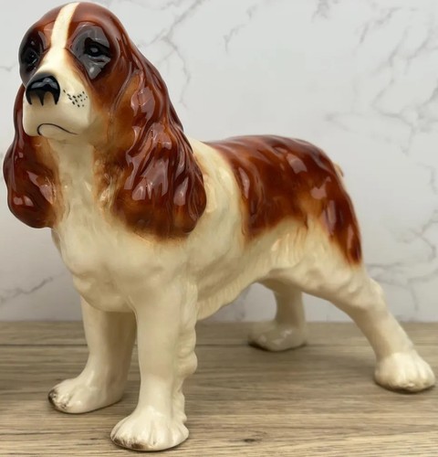 Springer spaniel dog - springer,