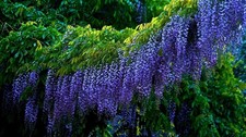 Wisteria sinensis  BLUE