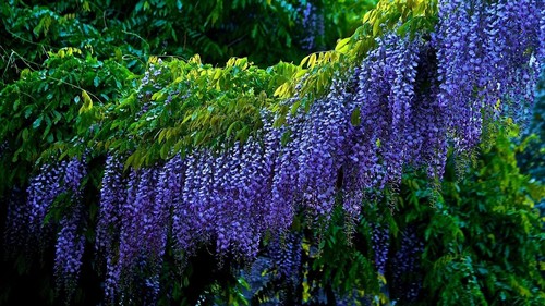 Wisteria sinensis blue - wisteria,
